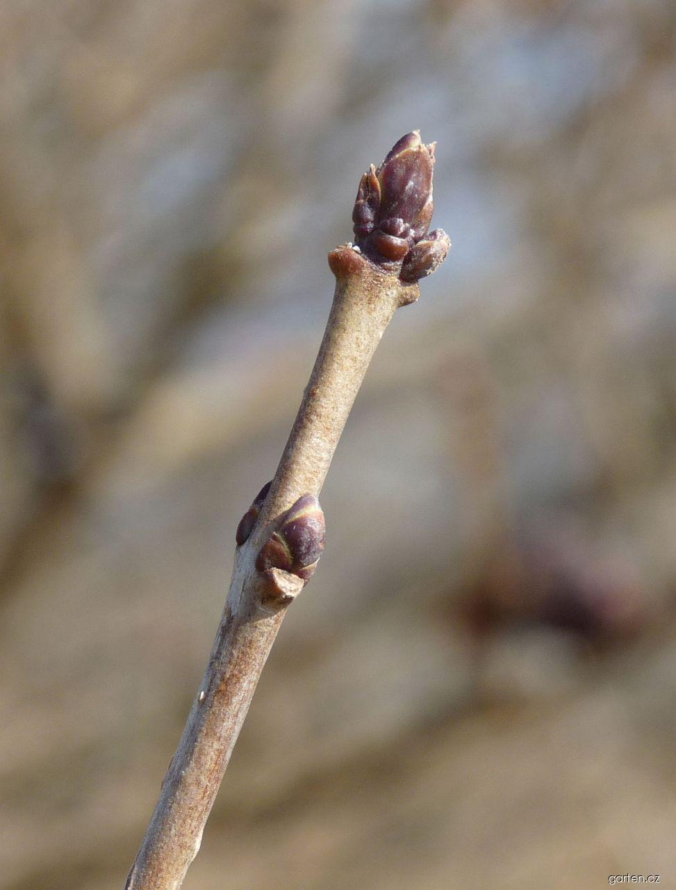Ligustrum vulgare L. (ptačí zob obecný) Ligustrum vulgare L. (ptačí zob obecný)