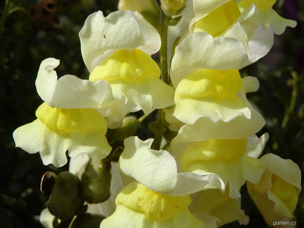 Antirrhinum majus L. (hledík větší) Antirrhinum majus L. (hledík větší)