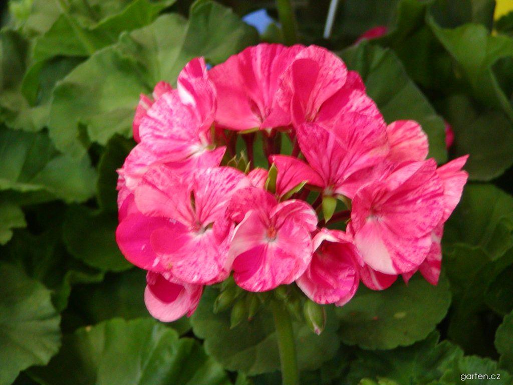 Pelargonium zonale (pelargonie páskatá) Pelargonium zonale (pelargonie páskatá)