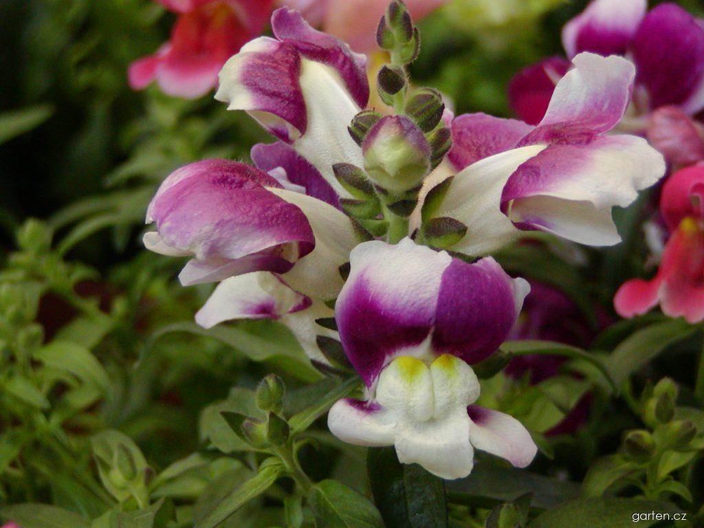 Antirrhinum majus L. (hledík větší) Antirrhinum majus L. (hledík větší)