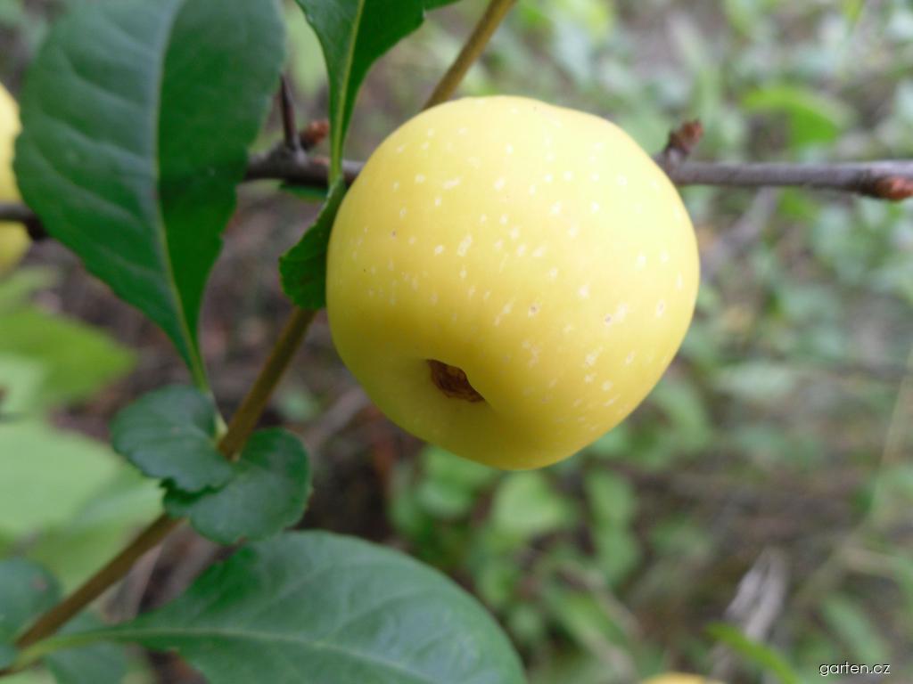 Chaenomeles japonica (kdoulovec japonský) Chaenomeles japonica (kdoulovec japonský)