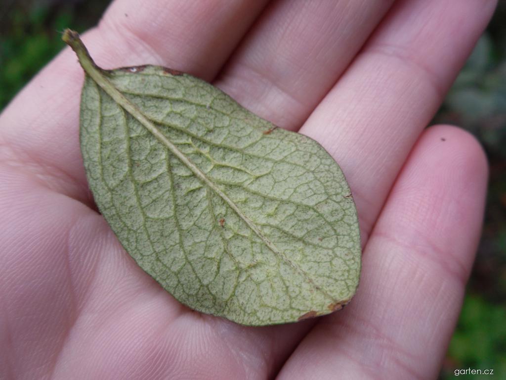 Cotoneaster lucidus Schltdl. (skalník lesklý ) Cotoneaster lucidus Schltdl. (skalník lesklý )