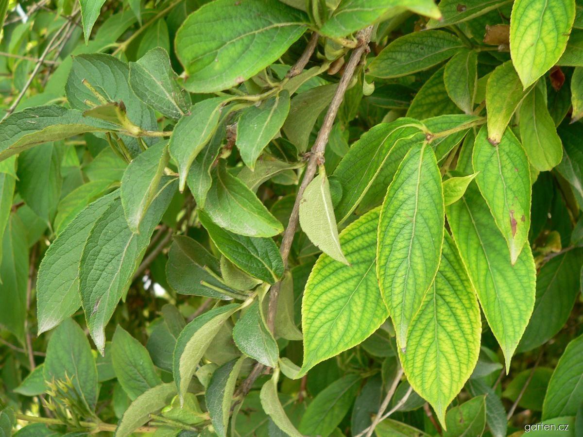 Weigela florida (Bunge) A. DC. (weigelie růžová) Weigela florida (Bunge) A. DC. (weigelie růžová)