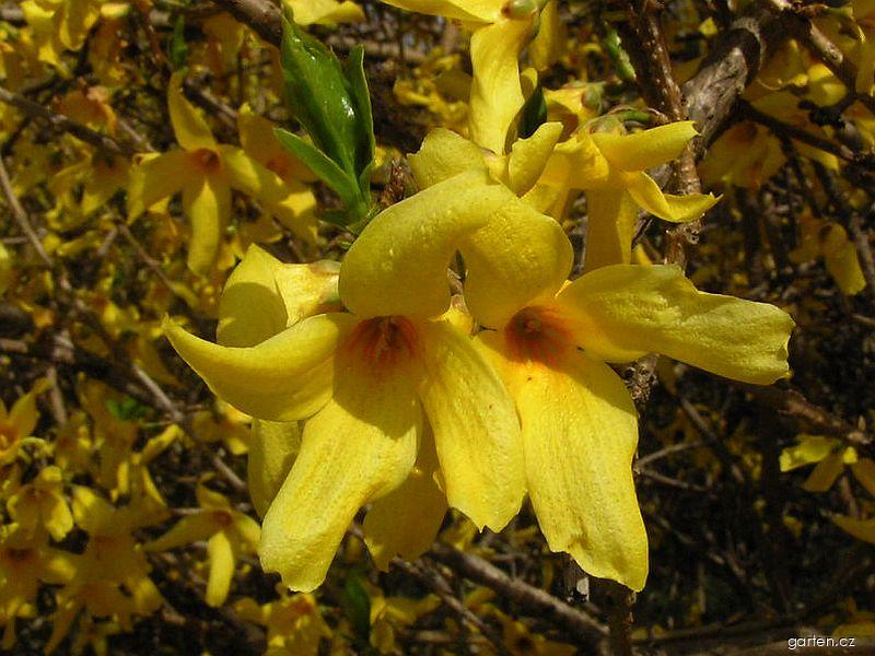 Forsythia suspensa (Thunb.) Vahl (zlatice převislá) Forsythia suspensa (Thunb.) Vahl (zlatice převislá)