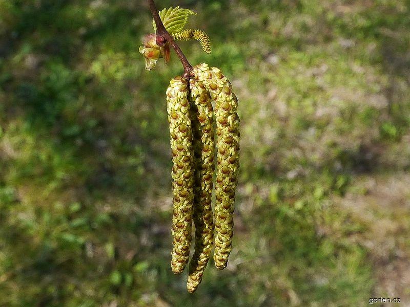 Betula pendula ROTH. (bříza bělokorá) Betula pendula ROTH. (bříza bělokorá)
