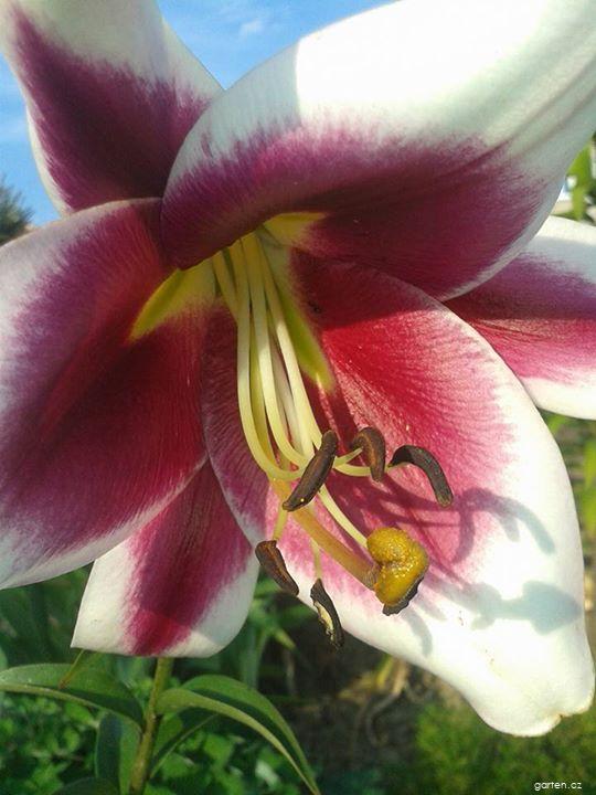 Lilium x hybridum Friso (lilie) Lilium x hybridum Friso (lilie)