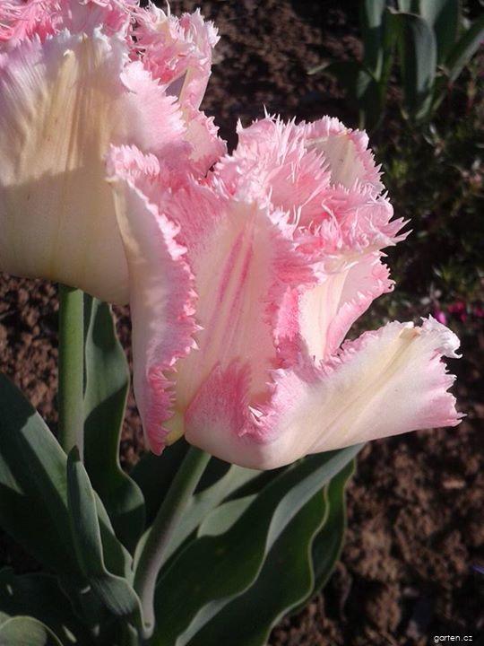 Tulipa Lingerie (tulipán) Tulipa Lingerie (tulipán)
