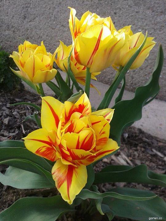 Tulipa Monsella (tulipán) Tulipa Monsella (tulipán)