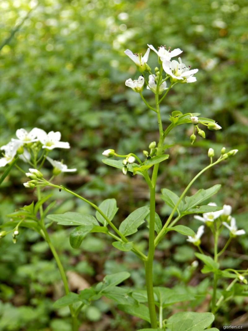 Cardamine amara L. (řeřišnice hořká) Cardamine amara L. (řeřišnice hořká)