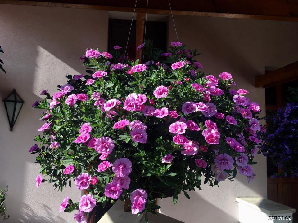 Calibrachoa (kalibrachoa) Calibrachoa (kalibrachoa)