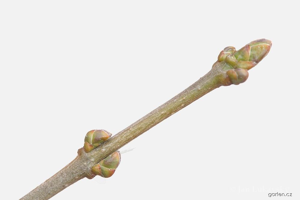 Ligustrum vulgare L. (ptačí zob obecný) Ligustrum vulgare L. (ptačí zob obecný)