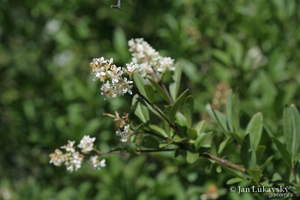 Ligustrum vulgare L. (ptačí zob obecný) Ligustrum vulgare L. (ptačí zob obecný)