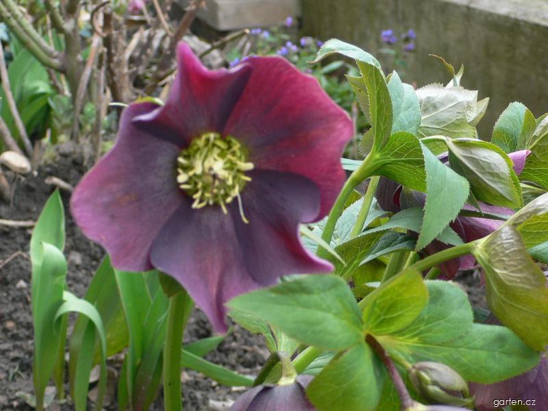 Helleborus orientalis LAM. (čemeřice východní) Helleborus orientalis LAM. (čemeřice východní)