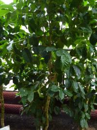 Coffea arabica (Kávovník arabský 'Nana')