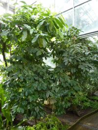 Coffea arabica (Kávovník arabský)