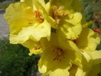 Verbascum densiflorum (Divizna velkokvětá)