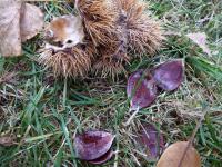 Castanea sativa (Kaštanovník jedlý)