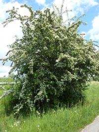 Crataegus laevigata (Hloh obecný)