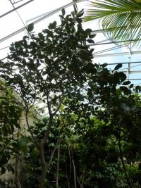 Artocarpus heterophyllus (Chlebovník různolistý)