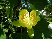 Liriodendron tulipifera (Liliovník tulipánokvětý - detail)