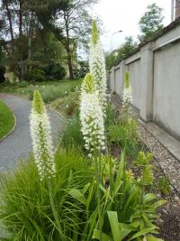Eremurus himalaicus (Liliochvostec himálajský)