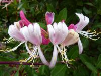 Lonicera periclymenum (Zimolez ovíjivý 'Belgica')