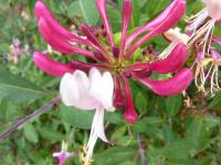 Lonicera periclymenum (Zimolez ovíjivý 'Belgica')