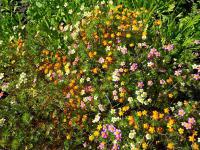 Leptosiphon (Leptosiphon French)