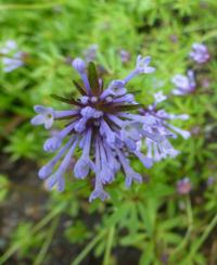 Asperula orientalis (Mařinka východní)