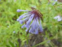 Asperula orientalis (Mařinka východní)