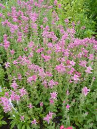 Salvia viridis (Šalvěj zahradní)