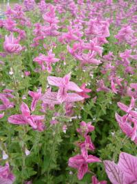 Salvia viridis (Šalvěj zahradní)