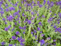 Salvia viridis (Šalvěj zahradní)