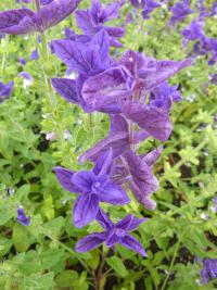 Salvia viridis (Šalvěj zahradní)