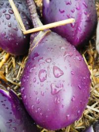 Solanum melongena (Lilek vejcoplodý)