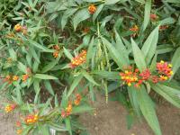 Asclepias curassavica (Klejicha kurasavská)