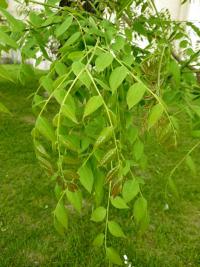 Gymnocladus dioicus (Nahovětvec dvoudomý - mladý list)