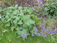 Salvia nemorosa subsp pseudosylvestris (Šalvěj hajní)