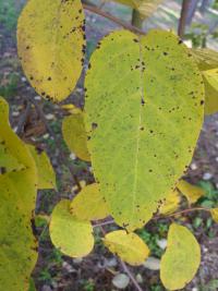 Diospyros virginiana (Tomel viržinský - podzimní list)