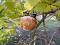 Diospyros virginiana (Tomel viržinský)