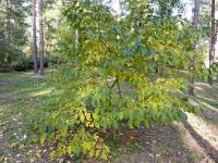 Diospyros virginiana (Tomel viržinský)
