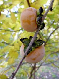 Diospyros virginiana (Tomel viržinský)