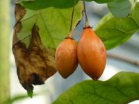 Solanum betaceum (Lilek rajčenka)