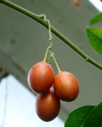 Solanum betaceum (Lilek rajčenka)
