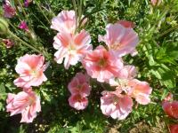 Clarkia amoena subsp lindleyi (Zářivka velkokvětá)