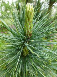 Pinus koraiensis (Borovice korejská)