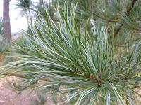 Pinus koraiensis (Borovice korejská 'Glauca')