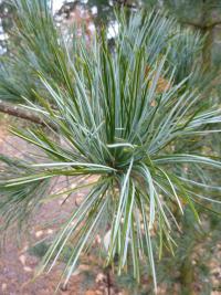 Pinus koraiensis (Borovice korejská 'Glauca')