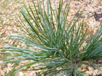 Pinus koraiensis (Borovice korejská 'Glauca')