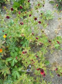 Potentilla thurberi (Mochna)